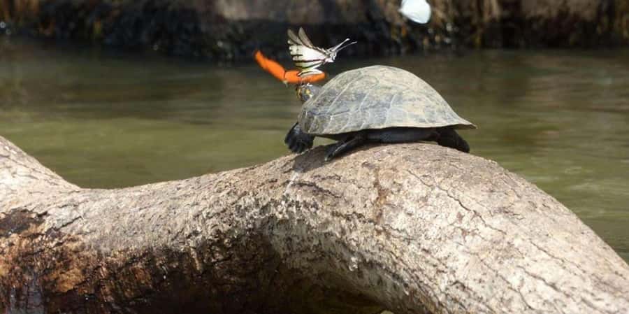 From Tambopata: Amazon Jungle Hike and Lake Sandoval 1-Day - The 3 kilometer jungle hike, what you should pay attention to