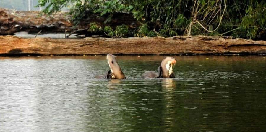 From Tambopata: Amazon Jungle Hike and Lake Sandoval 1-Day - Reaching Lake Sandoval: the switch from forest to water
