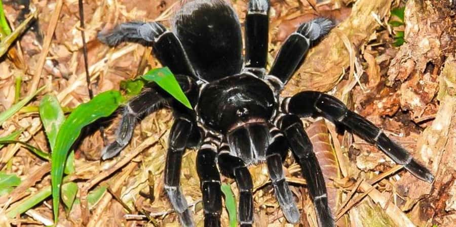 From Tambopata: Amazon Jungle Hike and Lake Sandoval 1-Day - Price and value: is $60 a fair deal?