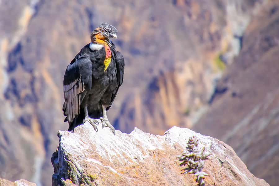 Full-Day Condor Viewpoint & Inca Sites Tour - Key highlights you should care about