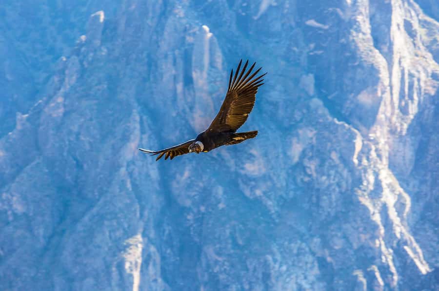 Full-Day Condor Viewpoint & Inca Sites Tour - Chonta views and the short hike build-up