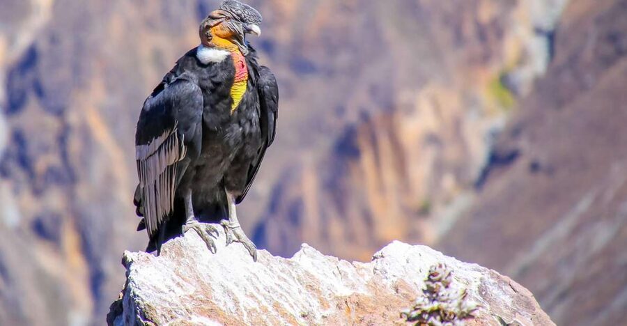 Full-Day Condor Viewpoint & Inca Sites Tour - Price and what you get for $159 per person