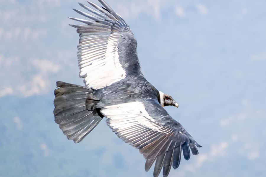 Full-Day Condor Viewpoint & Inca Sites Tour - Who should book this, and who should skip it