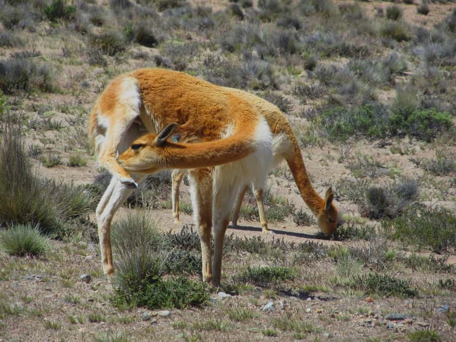 Full Day Trip to Colca Canyon from Arequipa ending in Puno - Who this Colca-to-Puno day trip suits best
