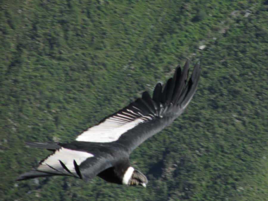 Full Day Trip to Colca Canyon from Arequipa ending in Puno - Price and Logistics: what $83 really buys