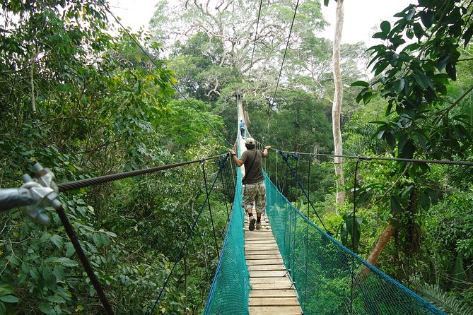 Jungle Eco Jungle And Adventure - 4 Days / 3 Nights - Day 1: Tambopata forest walk, Monkey Island, and the white alligator night search