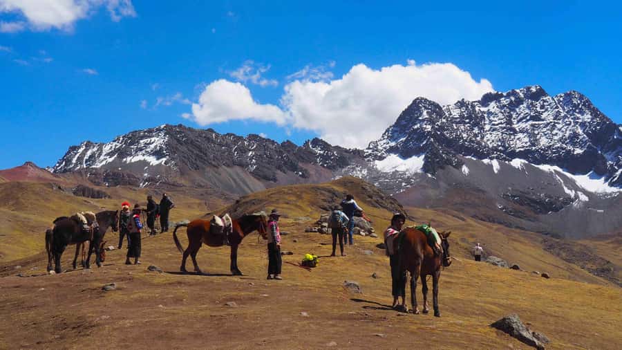 Lima: 7-Day Inca Tour with Flights and Machu Picchu - Paracas, Ica, and Huacachina: sea lions, Pisco, then sandboarding