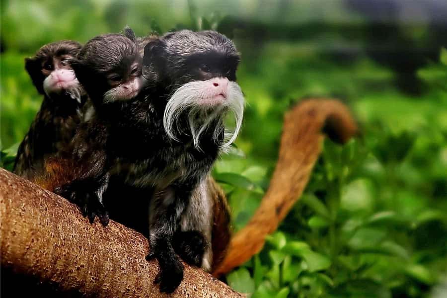 Living Nature from Cusco: 3 Days Manu Jungle all inclusive - Key things to know before you go