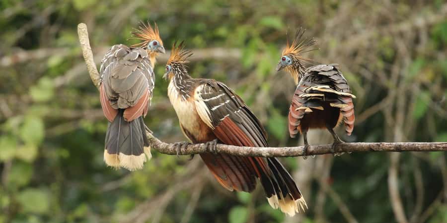 Living Nature from Cusco: 3 Days Manu Jungle all inclusive - Manu Jungle in 3 Days: What This Trip Actually Feels Like