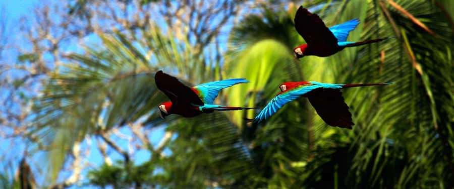 Living Nature from Cusco: 3 Days Manu Jungle all inclusive - Day 3: Parrot Clay Lick at Sunrise, Then Back to Cusco