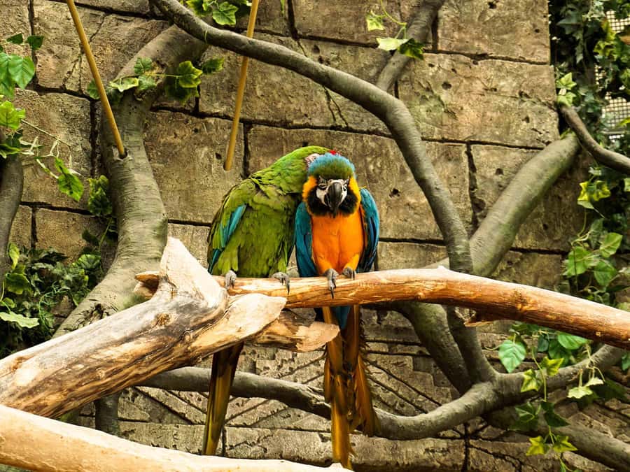 Living Nature from Cusco: 3 Days Manu Jungle all inclusive - What’s Included vs Not: Meals, Gear, and Small Rules That Shape the Trip