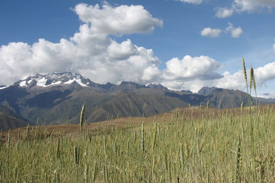 Machu Picchu: Private Full-Day Tour with Afternoon Entrance - Price and Value: What $449 Pays For