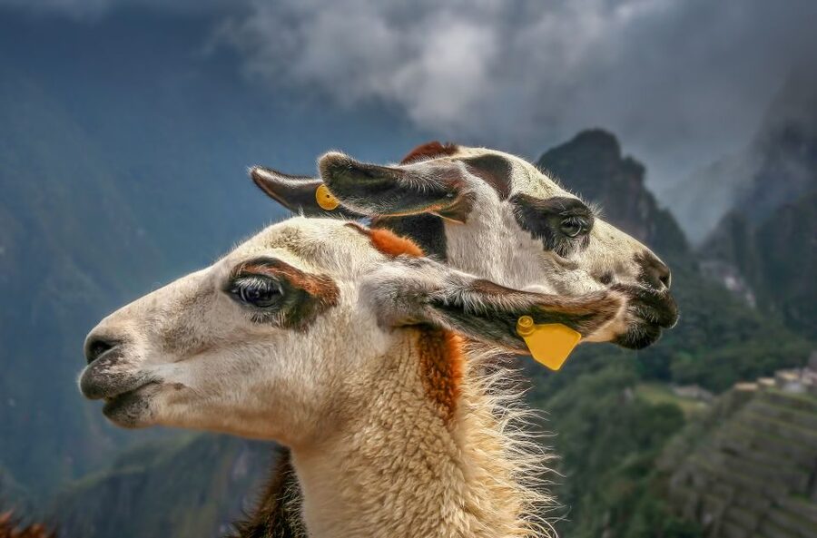 Machu Picchu: Private Full-Day Tour with Afternoon Entrance - What to Bring, Ticket Reality Checks, and On-Site Rules