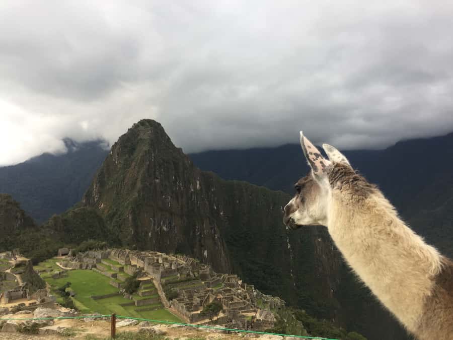 Machu Picchu: Private Tour Guide Service - Optional Hikes: Montaña, Huayna Picchu, or Huchuy Picchu