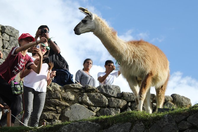 Machu Picchu Tour From Cusco Full Day - The main event: Santuario Historico de Machu Picchu with a guided 2-hour visit