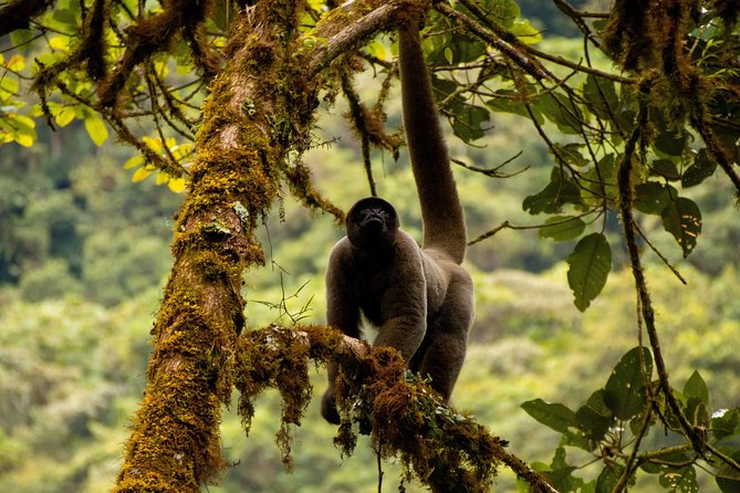 Manu National Park Tour 4days/3night - Hot springs: the recovery day inside the adventure