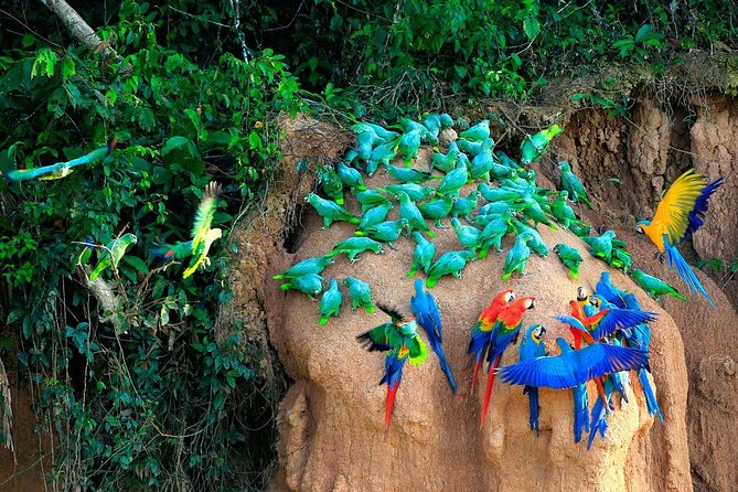 Manu National Park Tour 4days/3night - Food on the ground: three meals a day, plus snacks