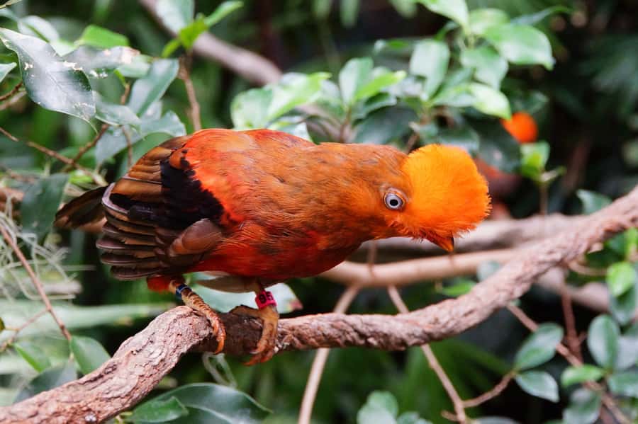 Manu National Park Tours from Cusco 5 Days - Bambu Lodge at the Edge of the Amazon Cloud Forest