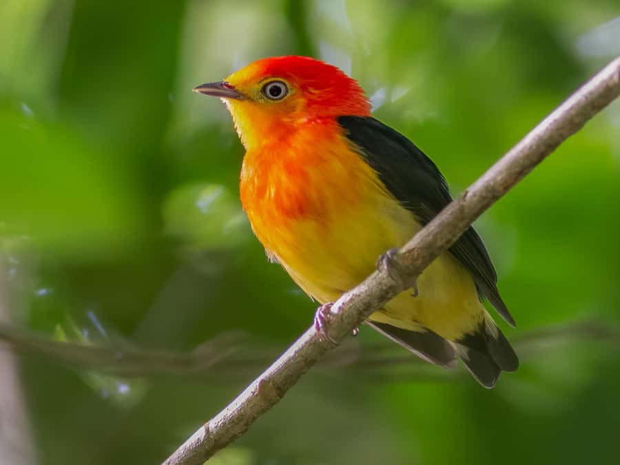 Manu National Park Tours from Cusco 5 Days - Day 2 Madre de Dios River Transfer to Soga de Oro Lodge