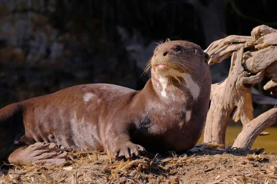 Manu National Park Tours from Cusco 5 Days - Day 3 Jungle Walks, Parrots by Boat, and Medicinal Plants