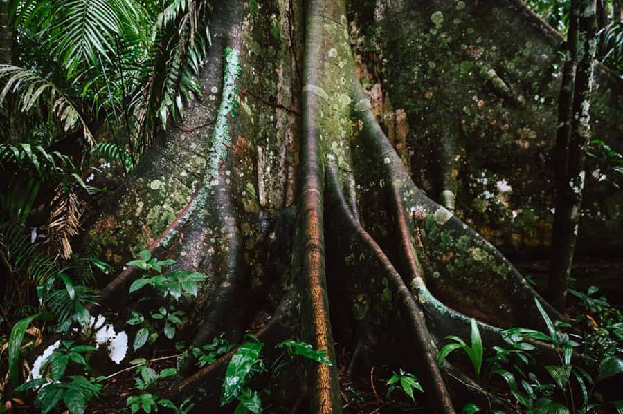Manu National Park Tours from Cusco 5 Days - Night Safari and Hot Springs: The Jungle After Dark