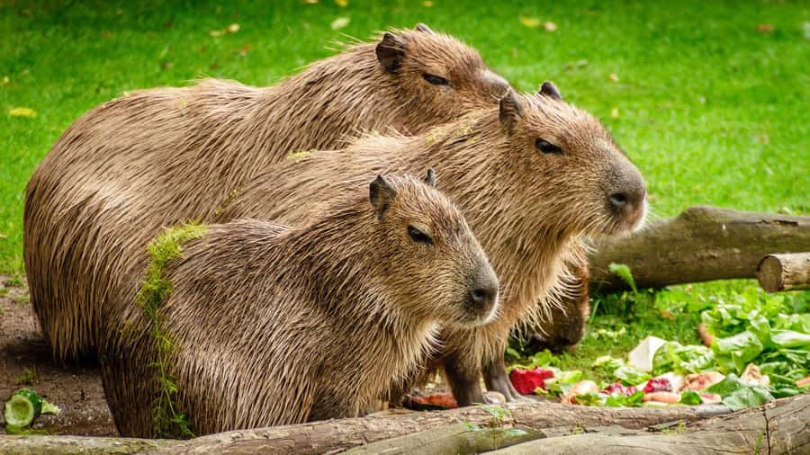 Manu National Park Tours from Cusco 5 Days - Day 5 Return to Cusco, with a Final Paucartambo Stop