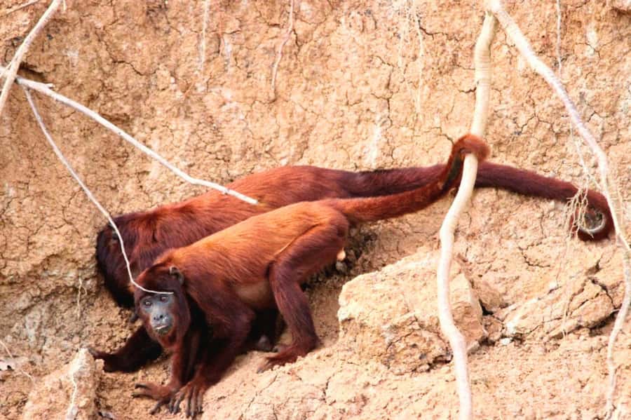 Manu National Park Tours from Cusco 5 Days - Day 1 Cusco to Bambu Lodge, with Paucartambo and Tres Cruces