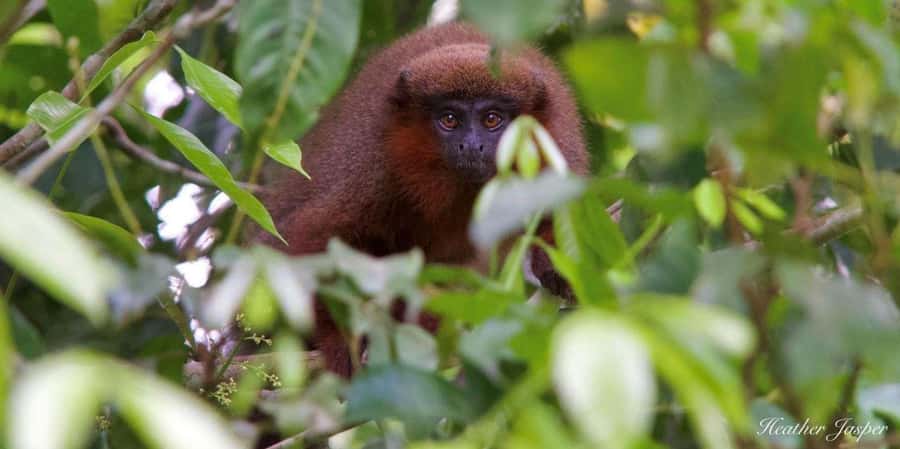 Monkey Island + Lake Sandoval 2D/1N - First contact with Tambopata: the river ride that sets the tone