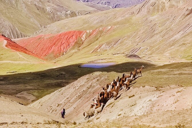 Palccoyo Rainbow Mountains Full Day Tour from Cusco - What you will notice along the way: alpacas, llamas, Ccacca Loma, and the red mountain