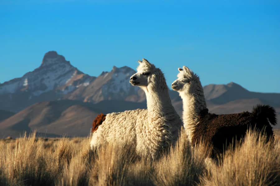 Pisaq, Ollantaytambo, Chinchero - Sacred Valley Experience - Who this Sacred Valley day trip is best for