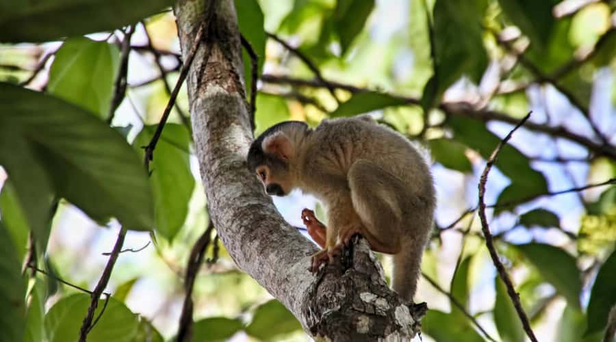Puerto Maldonado: 2-Day Peruvian Tambopata Jungle Trip - Lake Sandoval wildlife: giant otters, turtles, butterflies, and more