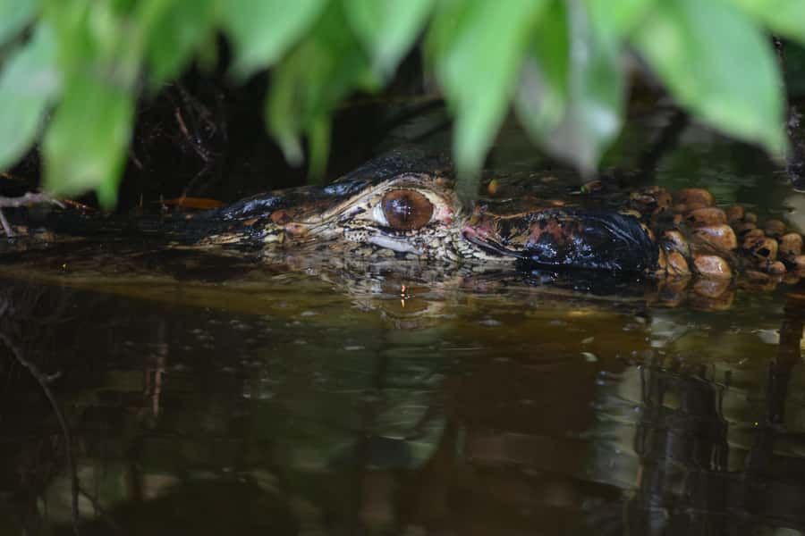 Puerto Maldonado: 4-Day Tambopata Rainforest Tour - Key things you should know before you go