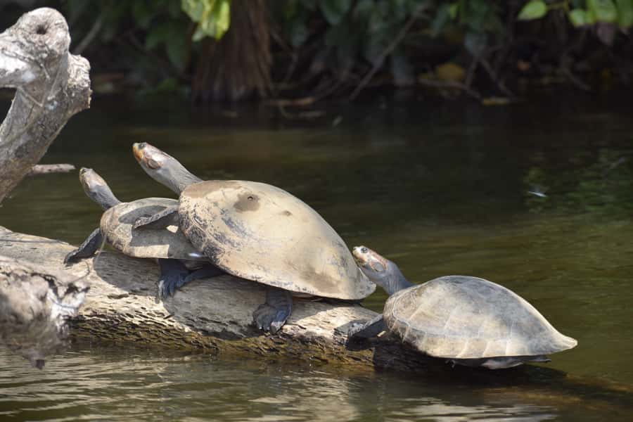 Puerto Maldonado: 4-Day Tambopata Rainforest Tour - Day 1: riverbank sunset walk, then a night hike full of surprises