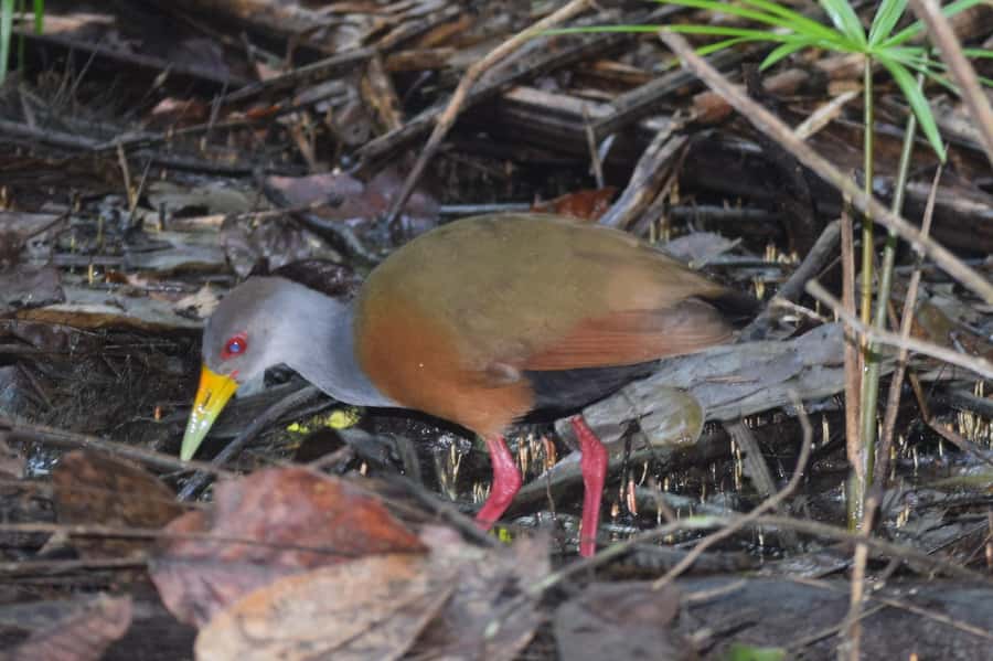 Puerto Maldonado: 4-Day Tambopata Rainforest Tour - Day 3: Machigenga family visit, capybaras, then Santa Teresa wetland birding and piranhas