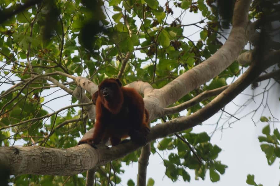 Puerto Maldonado: 4-Day Tambopata Rainforest Tour - Where you sleep and eat: basic comfort right on the Tambopata river