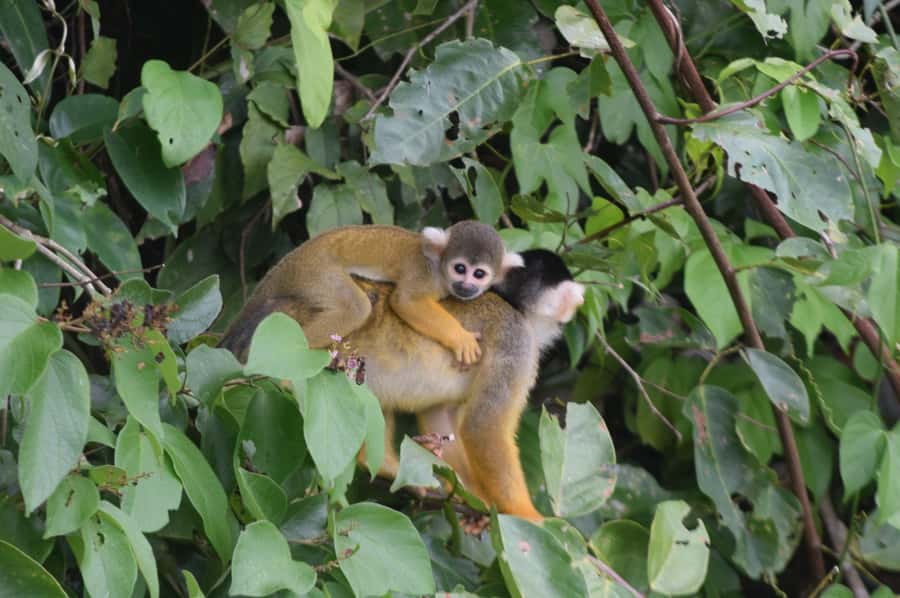 Puerto Maldonado: 4-Day Tambopata Rainforest Tour - Getting picked up and settling in: noon check-in and jungle-house reality