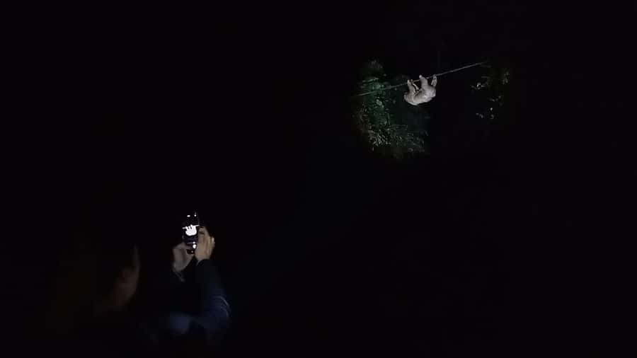 Puerto Maldonado: Jungle Night Tour with Sloths & Tarantulas - The Tambopata National Reserve angle, and why it works at night