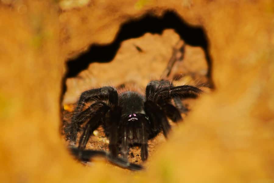 Puerto Maldonado: Jungle Night Tour with Sloths & Tarantulas - Booking advice: when should you choose this tour?