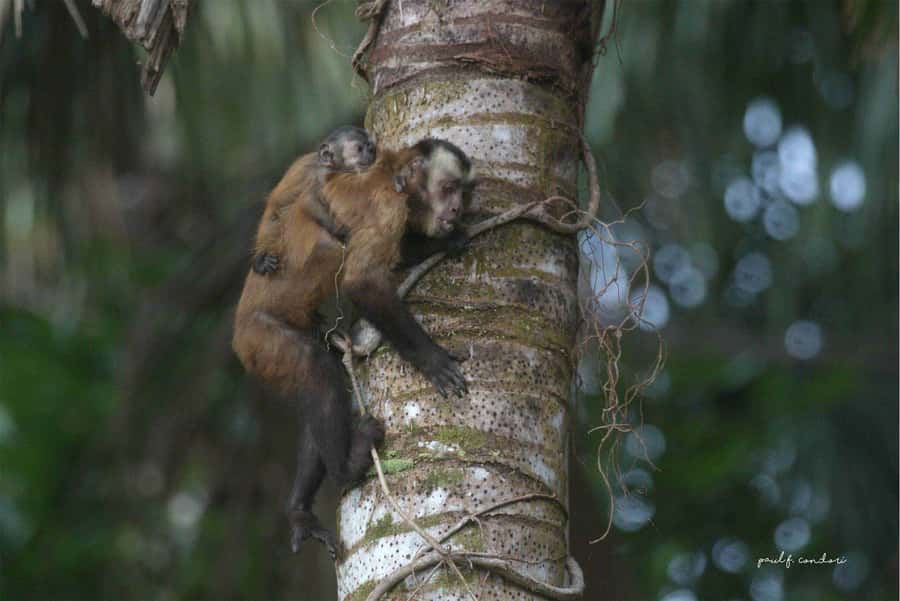 Puerto Maldonado: Sandoval Lake 4-Day, 3-Night Guided Tour - Price and value: $300 plus one key extra fee
