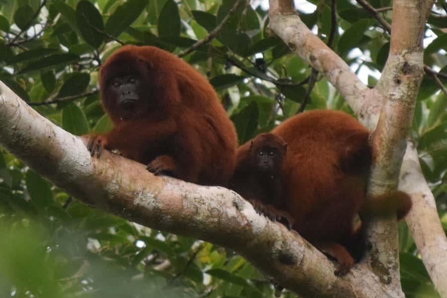 Puerto Maldonado: Sandoval Lake Full-Day Trip with Canoeing - Key points before you go