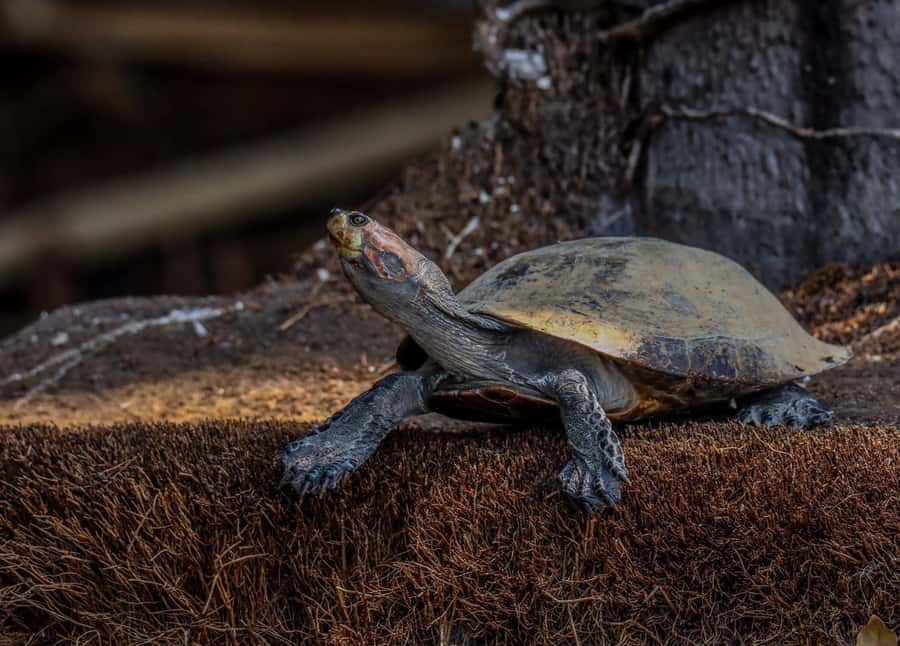 Puerto Maldonado: Sandoval Lake Full-Day Trip with Canoeing - Finding black caimans and other surprises during lake time