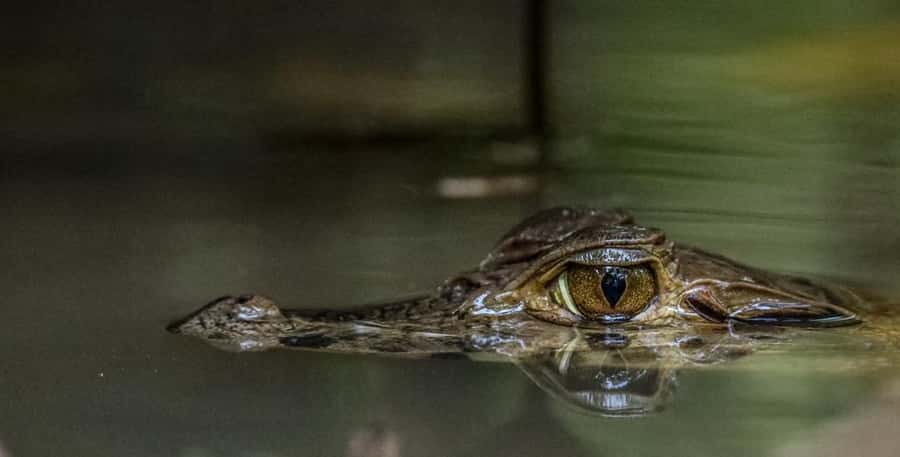 Puerto Maldonado: Sandoval Lake Full-Day Trip with Canoeing - Guide style matters: language fit and patience for wildlife spotting