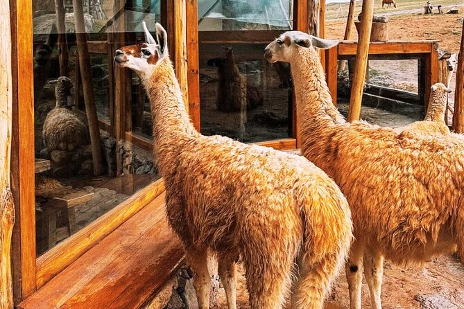 Quad bikes in Moray and Salineras and Picnic with llamas - Salineras de Maras Pink Salt Pools: Why the Transport Method Matters