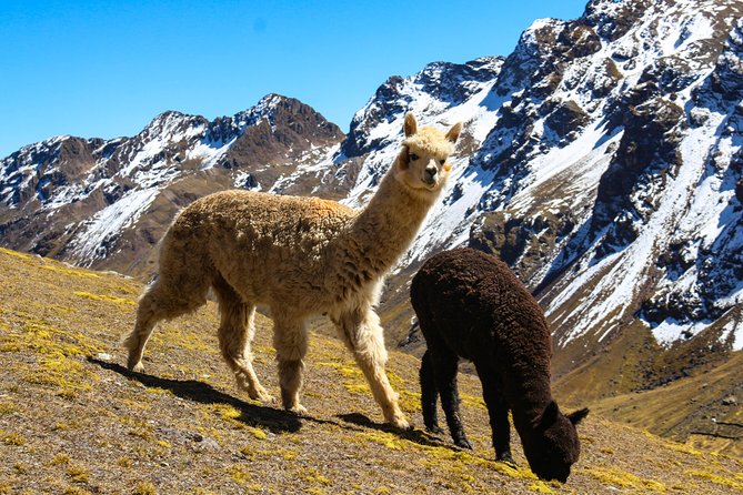 Rainbow Mountain in Cusco Full Day Tour - Cusco Pickup to the Checacupe Area: The Road Part You Actually Need