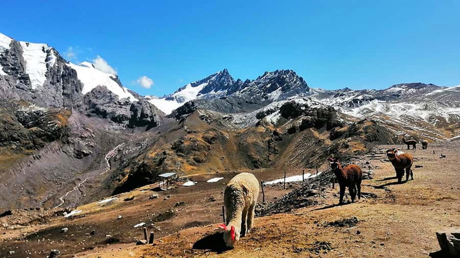 Rainbow Mountain tour and Machu Picchu tour by train - Cusipata Breaks Up the Day: Breakfast, Lunch, and Time to Recover