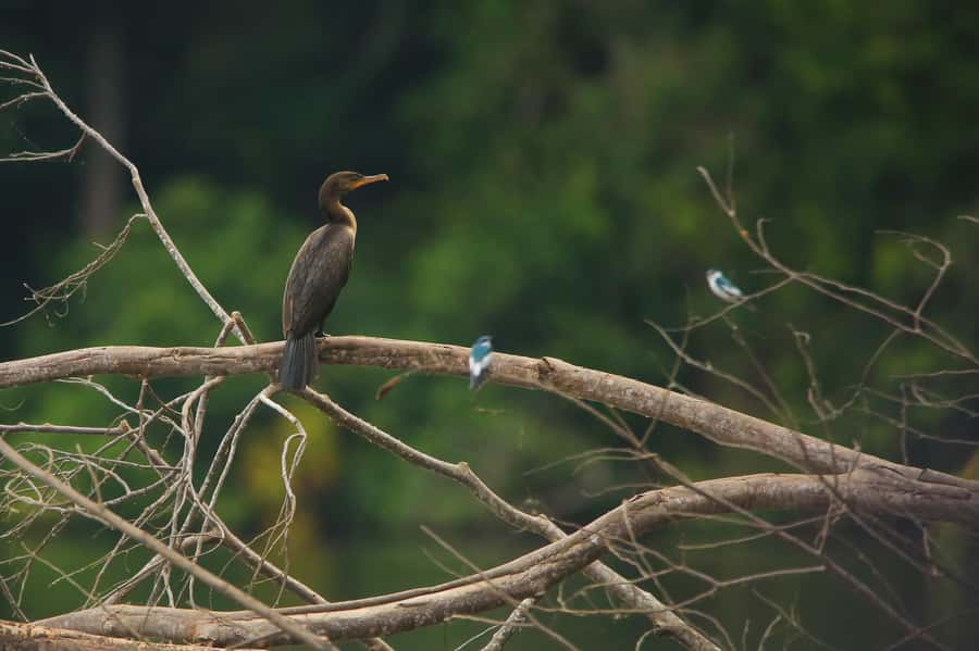 Sandoval Lake & Parrot Clay lick 3 Days/2 Nights - Key highlights you will feel immediately