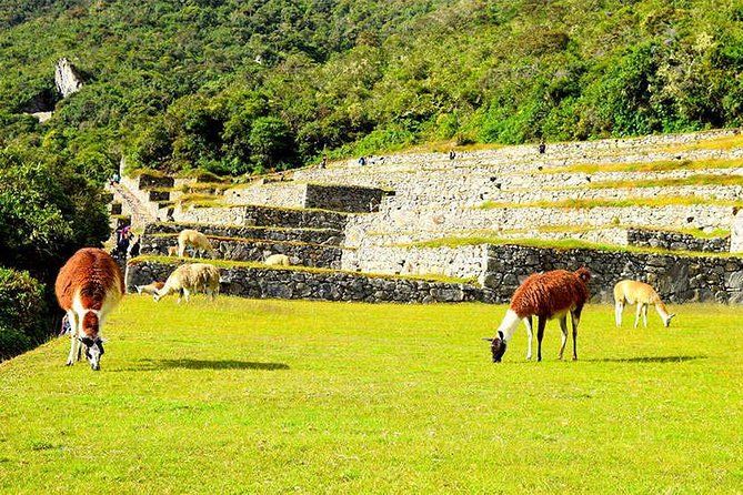 Small Group: 4-Day Inca Trail Trek to Machu Picchu - Small-group pacing, guides like Freddy, and the Chasquis effect
