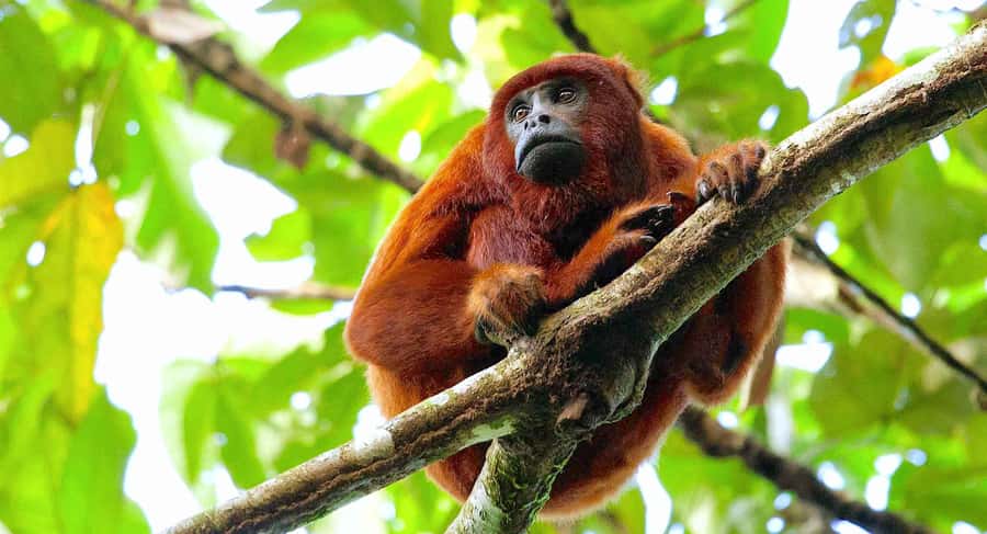 Tambopata: Lake Sandoval Canoeing with Lunch - Reaching Sandoval Lake: ancient trees, tangled vines, and animal watching