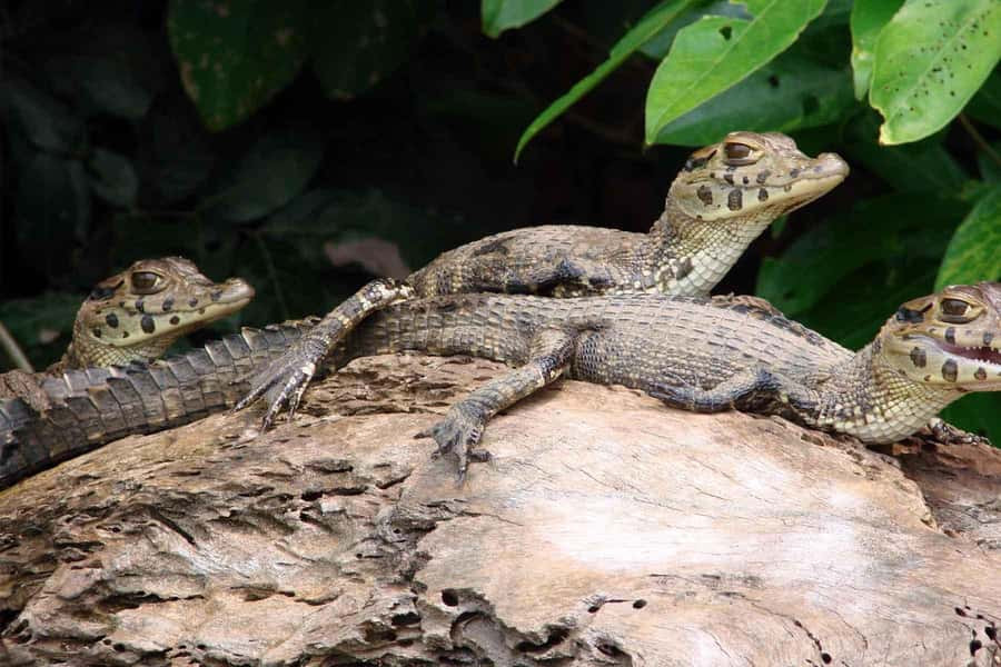 Tambopata: Lake Sandoval Canoeing with Lunch - Canoeing on Sandoval Lake: the slow way to see a lot