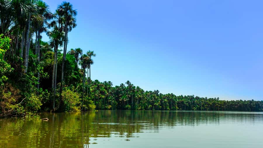 Tambopata: Lake Sandoval Canoeing with Lunch - Head back to Puerto Maldonado by boat